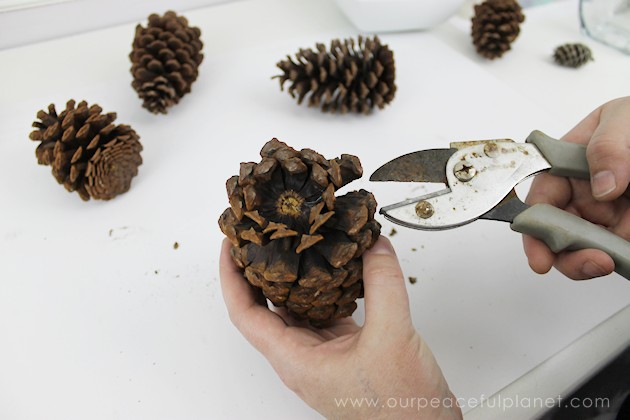  With this ultimate pinecone craft you can make a bowl of stunning succulents in a matter of minutes to add to your home decor. And they never need watered!