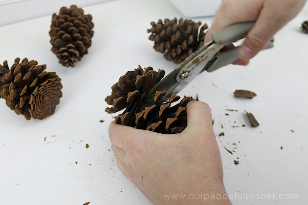  With this ultimate pinecone craft you can make a bowl of stunning succulents in a matter of minutes to add to your home decor. And they never need watered!