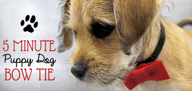 How to Make 5 Minute Dapper Puppy Dog Bow Ties