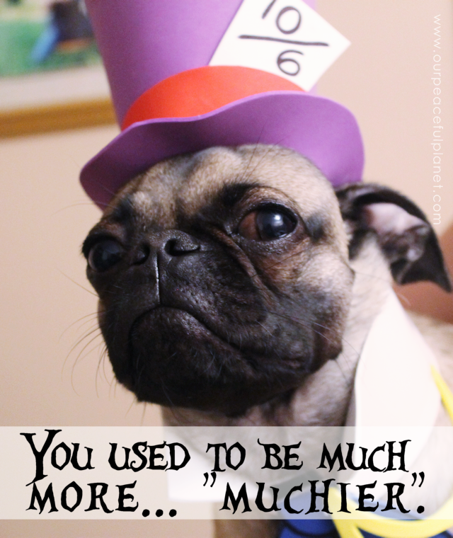 Unique small dog Halloween costume ideas made from craft foam! Free patterns! Superman dog costume, a Mad Hatter dog costume, Gandalf dog costume & more!