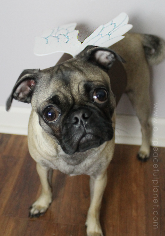 Unique small dog Halloween costume ideas made from craft foam! Free patterns! Superman dog costume, a Mad Hatter dog costume, Gandalf dog costume & more!