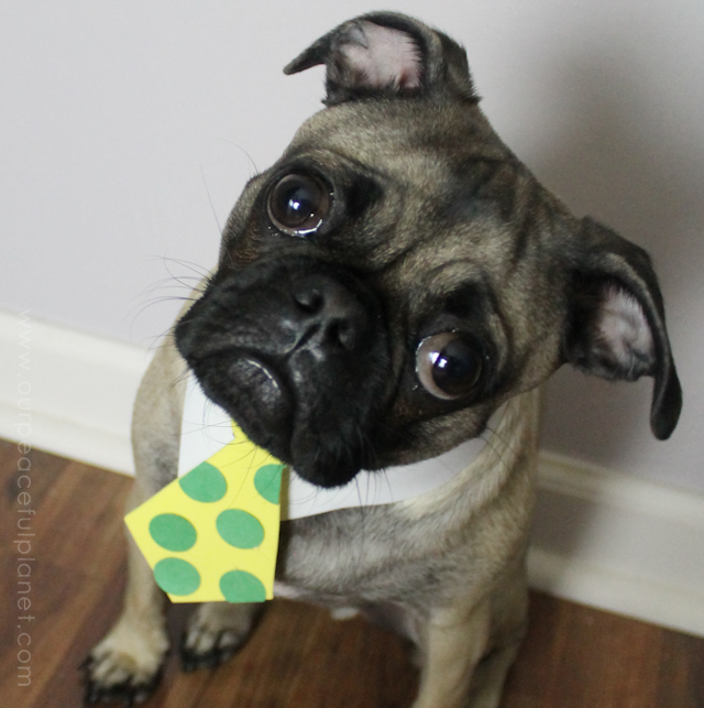 Unique small dog Halloween costume ideas made from craft foam! Free patterns! Superman dog costume, a Mad Hatter dog costume, Gandalf dog costume & more!