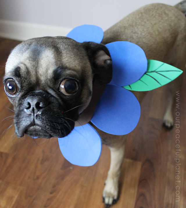 Unique small dog Halloween costume ideas made from craft foam! Free patterns! Superman dog costume, a Mad Hatter dog costume, Gandalf dog costume & more!