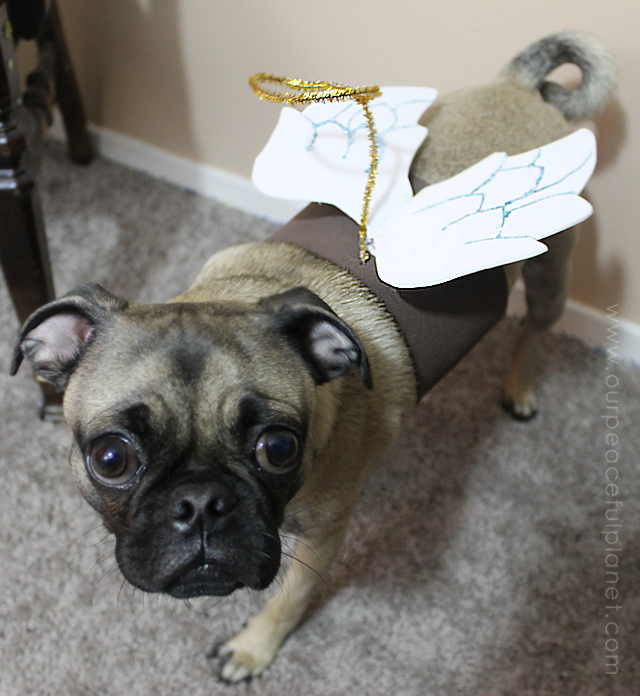 Unique small dog Halloween costume ideas made from craft foam! Free patterns! Superman dog costume, a Mad Hatter dog costume, Gandalf dog costume & more!