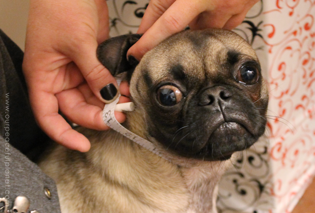No Sew Small Dog Halloween Costume Idea 6