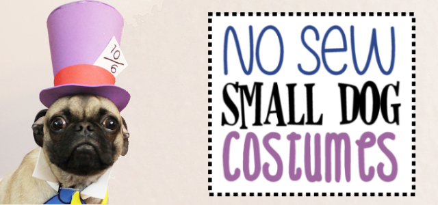 No Sew Small Dog Halloween Costume Ideas & Patterns