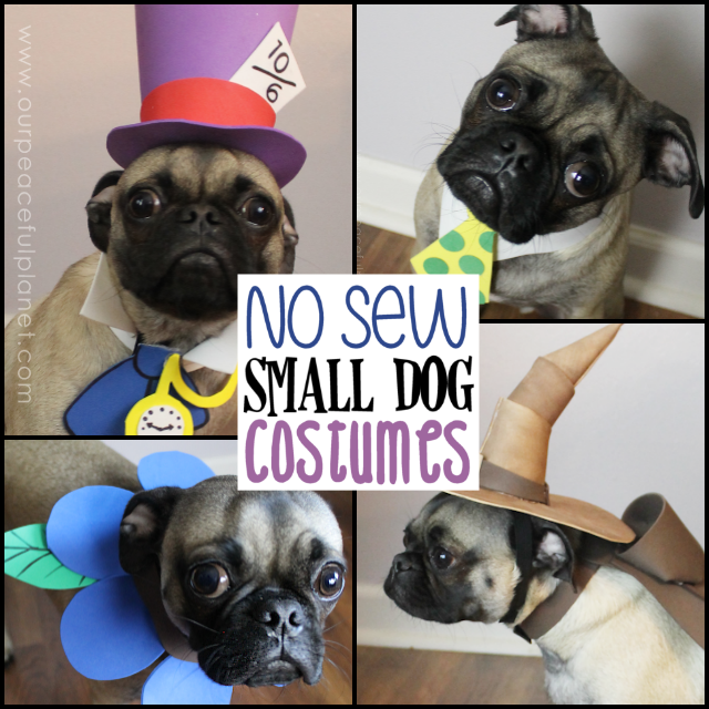 Unique small dog Halloween costume ideas made from craft foam! Free patterns! Superman dog costume, a Mad Hatter dog costume, Gandalf dog costume & more!